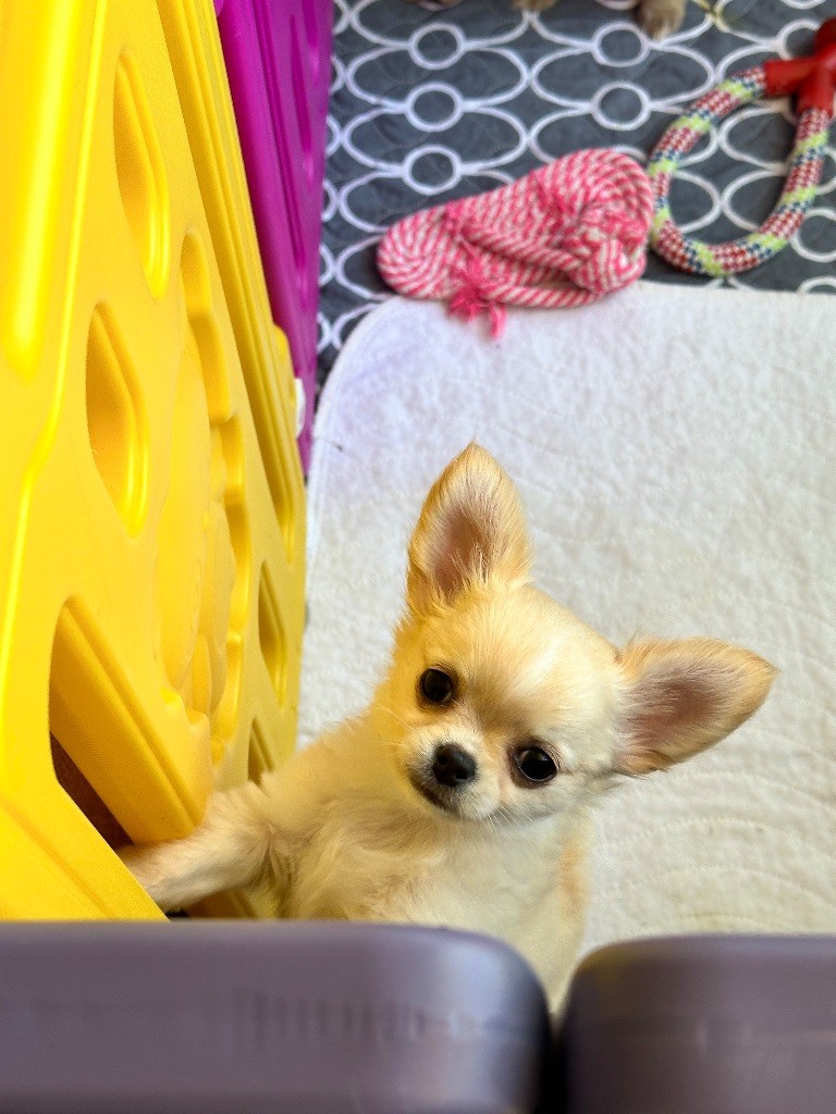 Des Merveilles De Provence - Chiot disponible  - Chihuahua