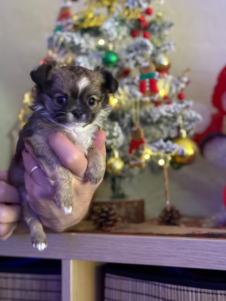 Des Merveilles De Provence - Chiot disponible  - Chihuahua