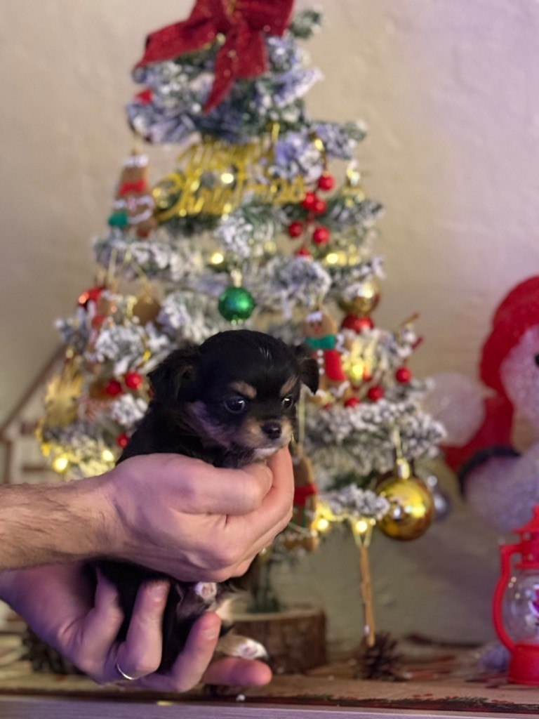 Des Merveilles De Provence - Chiot disponible  - Chihuahua