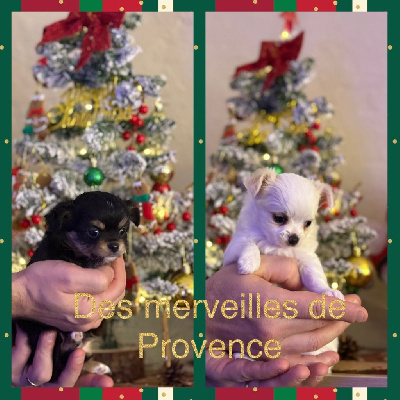 Des Merveilles De Provence - Chihuahua - Portée née le 29/10/2024