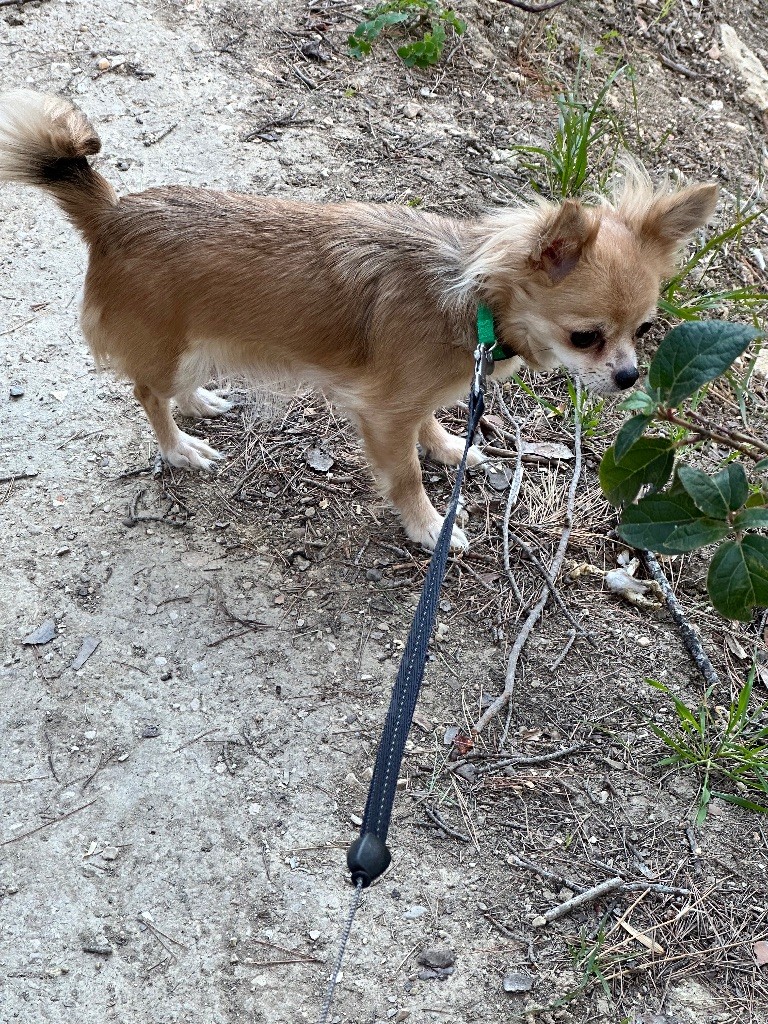Peach (Sans Affixe)