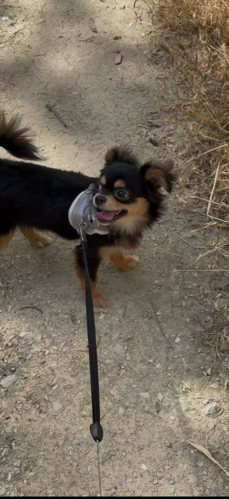 Des Merveilles De Provence - Chiots disponibles - Chihuahua