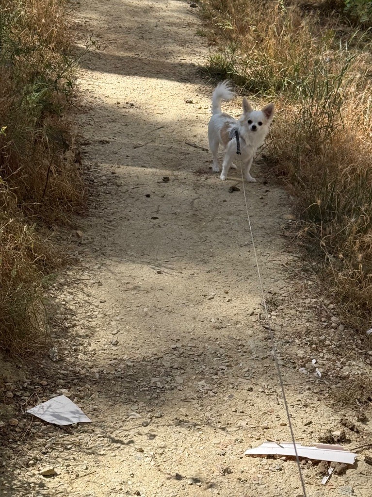 Des Merveilles De Provence - Chiots disponibles - Chihuahua